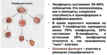 Лимфоциты в крови 54