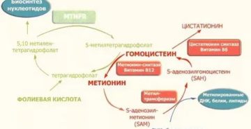 Гомоцистеин повышение перед ЭКО